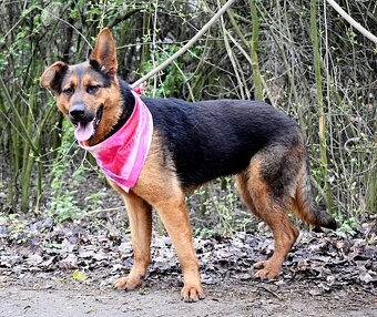 FIBI K ADOPCI - HODNÉ ZLATÍČKO, ZASLOUŽÍ SI MILUJÍCÍ RODINU - 12
