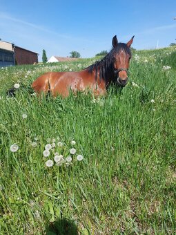 Pronájem pony kobylky 140cm - 12