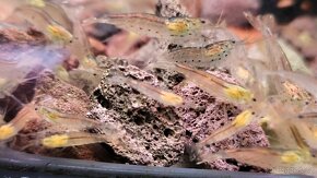 Kreveta Caridina Multidentata (Amano, Japonica) - 12