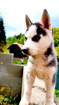 Sibirsky husky - 12