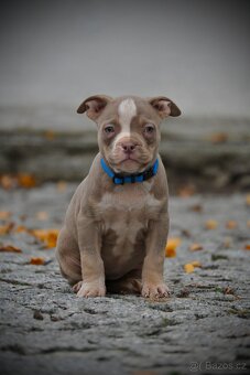 Štěňátka American Bully - 12