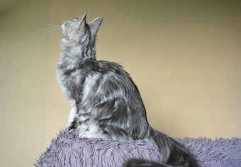 Krásná kočička MCO s PP - 12