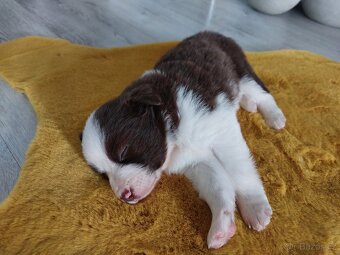 Border kolie - 12
