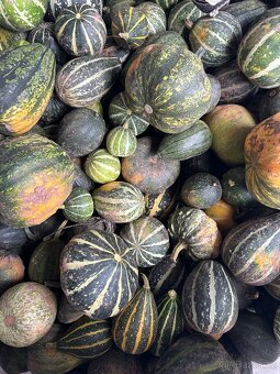 Okrasné dýně - 12