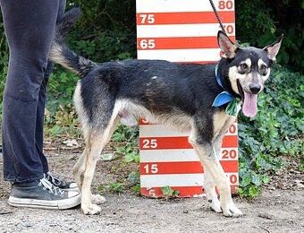 FLOKY K ADOPCI - 1 ROK, HRAVÝ,MILÝ,VHODNÝ K DĚTEM - - 12