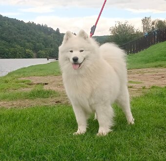 Štěňátka samojeda s PP - 12