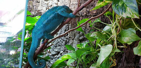 Chameleon Pardálí Nosy Be Blue - 12