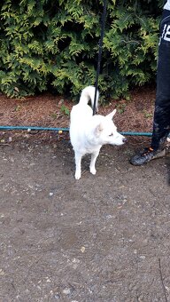 Spic shiba bilej - 12