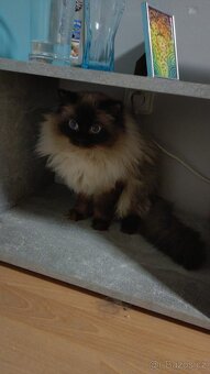 Ragdoll - 12