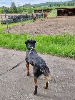 BENÍK K ADOPCI - přátelský, akční, umazlený - 12