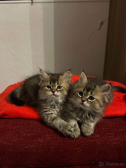 Koťata WHISKAS - 12