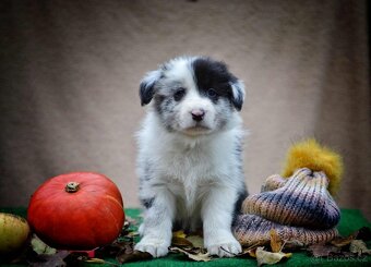 Border kolie s PP - 12