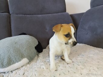 Jack Russell štěňátka - 12