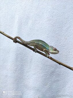 chameleon pardálí, terárium - 12