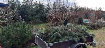Vánoční stromky, stromečky, špičky a větve na výzdobu - 12