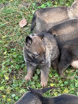 Belgický ovčák x Německý ovčák - 12