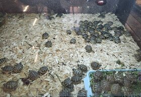 suchozemská želva (mláďata 2023), rozvoz, terária - 12