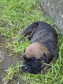 cane corso - 12