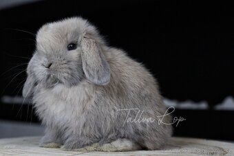 Minilop Králičci - TALLVALOP - 12