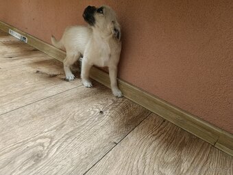 Jorkšírský teriér x maltézský psík - 12