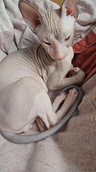Koťátka Don sphynx bez PP - 12