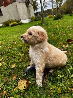 Goldendoodle šteniatka F2 - 12