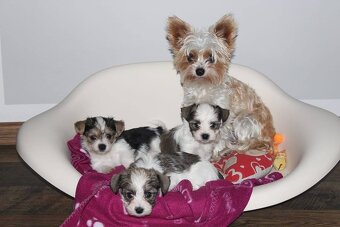 Yorkšírský teriér, Biewer jorkšírský teriér krytí,připuštění - 12