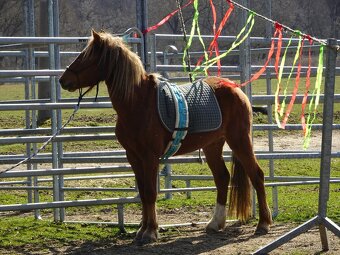 Prodám klisnu WPBr s PP, - 12