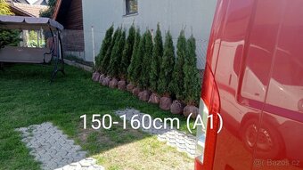 Tuja Smaragd, vavrínovec, červienka - Zlín - 12
