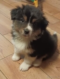 Australský ovčák s PP - 12