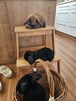 Zakrslý králík - 12