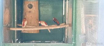 Prodám Penant červený straka, Papoušek Horský, Kakadu Růžový - 12