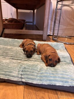 Rhodéský ridgeback s PP - 12