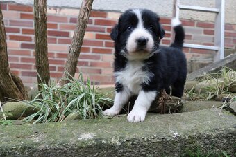 Štěňata Border kolie - 12