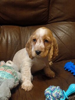 Anglický kokršpaněl barevný holky i kluci - 12