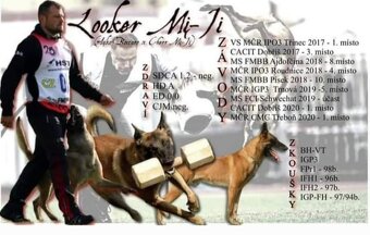 Belgický ovčák Malinois s PP - štěňata 8.týdnů - 12