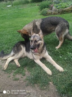 Štěňata německého ovčáka - 12