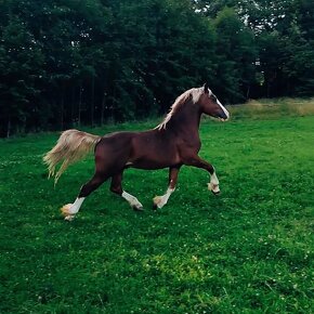 Připouštění Welsh cob - D - 12