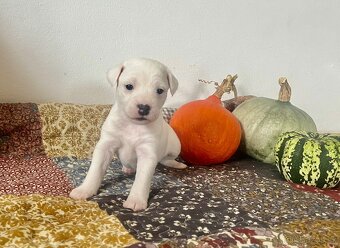 Štěňata Parson Russell Terier s PP - 12