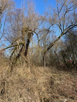 Prodám pozemky v k.ú. Starý Ples - 12