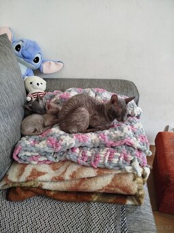 Cornish rex koťátka - 12