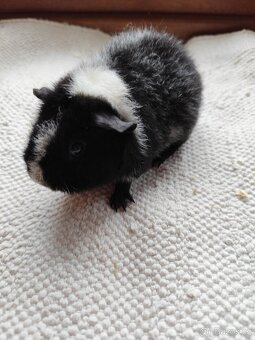 Morče / US Teddy sameček - 12