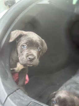 Štěňátka Cane Corso - 12