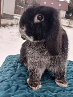 Volný Sameček - Anglický Zakrslý Beránek MiniLop🍑🧡🤍 - 12