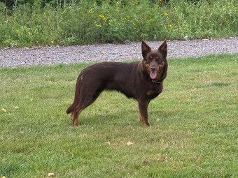Australská kelpie - 12