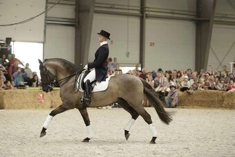 Lusitano PSL EXKLUZIVNÍ Povaha - 12