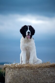 Landseer - štěňata s PP - 12