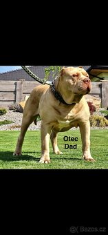American Bully XL - 12