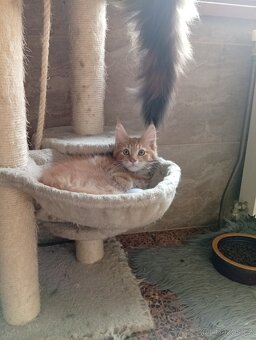 Mainská mývalí , MCO maine coon - 12