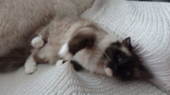 ragdoll,radgoll dospelé mačky na predaj - 12